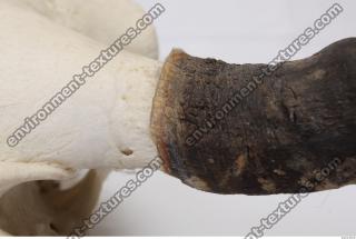 skull antler 0038